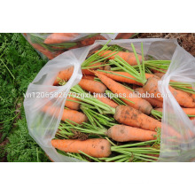 fresh carrot vietnam new harvest best price